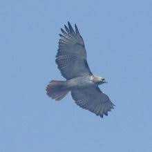 Nathan Howes's Profile