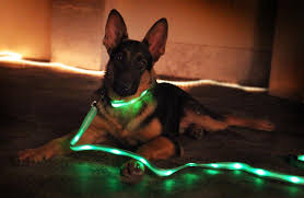 Light Up Your Dog Awesome K9