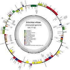 Image result for Eriochloa meyeriana