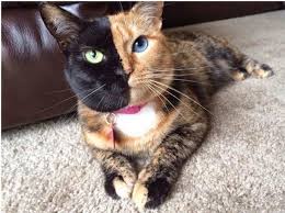 Iris memiliki dua lapisan yang disebut stroma dan jaringan epitel. Alamcyber 2020 Venus Kucing Misteri Berwajah Dua