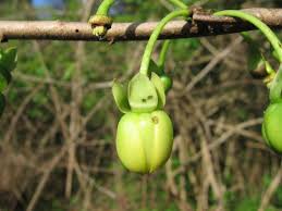 Image result for Artabotrys likimensis