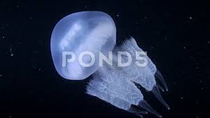 The original basic, from tees to hoodies, denim and more. Frilly Mouthed Jellyfish Rhizostoma Pul Stock Video Pond5