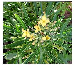 Image result for Kalanchoe laciniata