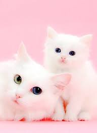 Image result for adorable cat