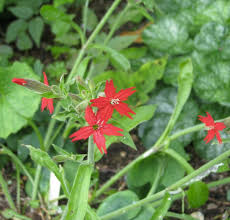 Image result for Silene abyssinica