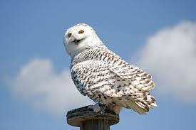 Hd Wallpaper White Owl Perched On Wooden Pedestal Hedwig Harry Potter Snowy Owl Wallpaper Flare The best gifs are on giphy. white owl perched on wooden pedestal