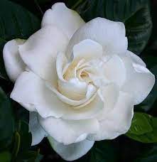 My Favorite Flower Flores Bonitas Flores Blancas Plantas