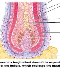 1 — hair, 2 — epidermis, 3 — sebaceous gland, 4 — arrector pili muscle, 5 — dermis, 6 — hair follicle, 7 — sweat gland, 8 (not labeled, the bottom layer) — hypodermis, showing round adipocytes Hair Follicle Anatomy Diagram Quizlet
