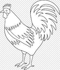 Internet buat penyedia bermacam berita yang melimpah pasti harus kita gunakan. Plymouth Rock Chicken Hahn Schwarz Und Weiss Bereich Schnabel Png Pngegg