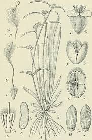 Image result for Cyanotis lanata