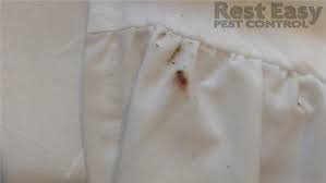 Bed bug epidemic in us. Pest Control Service Photos Organic Pest Control Miami Dade