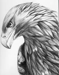 Những tác phẩm xăm hình nghệ thuật như hình con đại bàng hoàng gia trên ngực. Drawing Ideas Eagle Drawing Eagle Tattoo Bird Drawings