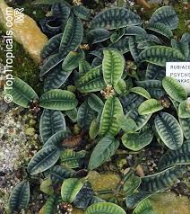 Image result for Psychotria kirkii