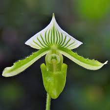 Ballet Slipper Orchid Ballet Slippers Orchids Slippers