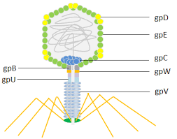 In humans, smallpox, the common cold, chickenpox, influenza, shingles, herpes, polio, rabies, ebola , hanta fever, and aids are examples of viral diseases. The Overview Of Phage Display Cusabio