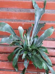 Image result for parožnatka Platycerium