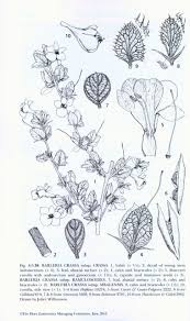 Image result for Anisotes bracteatus