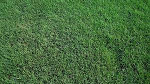 We're in our sample plots at houston grass in the bermuda grasses. The Grass Patchtiff 419 Bermuda Grass The Grass Patch