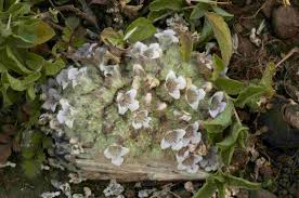 Image result for Lepidagathis lanatoglabra