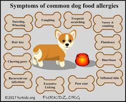 Common Dog Food Allergies Furkidz Org