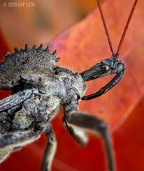 Image result for Plinthus karooicus