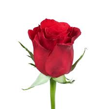 Maybe you would like to learn more about one of these? Red Roses 50 Cm Fresh Cut Flowers 50 Stems By Bloomingmore Walmart Com Walmart Com
