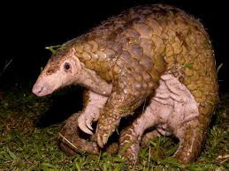 The mammal, which resembles a mongoose more than a cat, is a culinary delicacy in china and was believed to have health benefits. Coronavirus Anche In Europa Prolifera Il Commercio Illegale Del Pangolino Corriere It