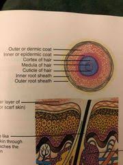 Temporary hair removal method whereby cotton thread is twisted and rolled along the surface of the skin, entwining the hair in the thread and lifting it from the follicle. Milady Basics Esthetics Chapter 18 Flashcards Cram Com