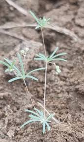 Image result for Hypertelis cerviana