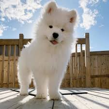 A Cloud Is Looking Down At You Tag Someone Who Should See This Cutie Check Out Animalchasers Really Cute Dogs Samoyed Dogs Samoyed Puppy