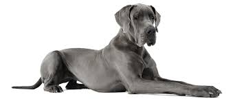 Some great danes may drool. A Guide To Great Danes Embarkvet