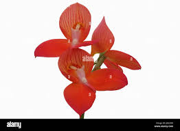 Image result for Disa eminii