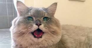 I'm just a normal guy, who spends his free time with his hot wife and cat in st. Cats And Kittens Auf Twitter Meet Bone Bone The Enormous Fluffy Cat From Thailand That Everyone Asks To Take A Picture With Ever Seen A Cat So Fluffy It Looks Unreal Meet