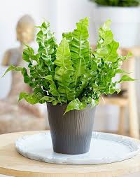 29 Most Beautiful Houseplants You Never Knew About Plants Fern Plant Foliage Plants