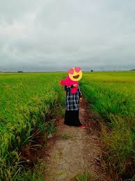 Qualifier » wet land where rice grows. Hidayah On Twitter Sawah Padi Memang Dah Jadi Background Wajib Dah