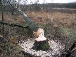 Maybe you would like to learn more about one of these? Emslandbiber Biberspuren Biofakte