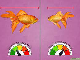 Pin On Swim Bladder Disease