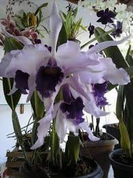 Orchids are one of the plants known to be safe to have around cats. Cymbidium Orchids And Cats News At Cats Addlab Aalto Fi