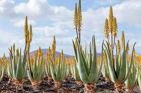 Aloe vera (Barbados Aloe)