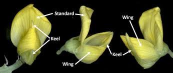 Image result for Crotalaria subcapitata
