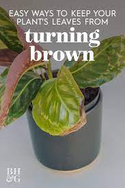 3 Reasons Why Your Houseplant S Leaves Are Turning Brown On The Tips Houseplants Plant Leaves Turning Brown Gardening Tips