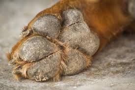 Como Curar Las Almohadillas De Los Perros Los Mejores Consejos Protegemos la almohadilla (lo ideal es emplear botitas, como las que utilizan los perros destinados a mushing). curar las almohadillas de los perros