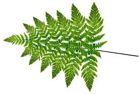 Image result for Cyatheaceae