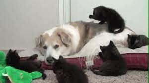 Pin By Fido Friendly On Chat Noir Kitten Breeds Cats And Kittens Funny Cat Pictures