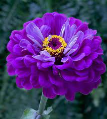 Zinnia Violacea Zinnia Flowers Beautiful Flowers Zinnias
