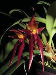 Image result for Bulbophyllum schimperianum
