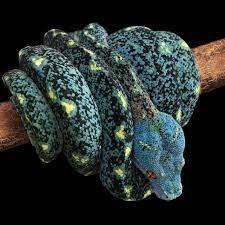 Pin By Kristy Redding On Cobras Snakes Emerald Tree Boa Pretty Snakes Reptiles