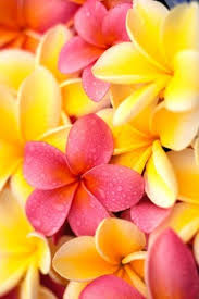 Pin On Pink And Yellow