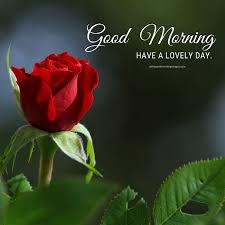 Here we are with a list of monday morning wishes. Lovely Good Morning Rose Images With Quotes