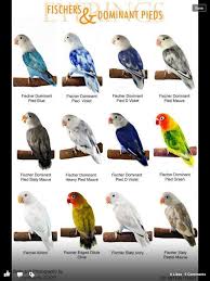 Lovebird Chart Pet Birds African Lovebirds Parrot